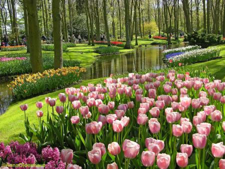 Keukenhof